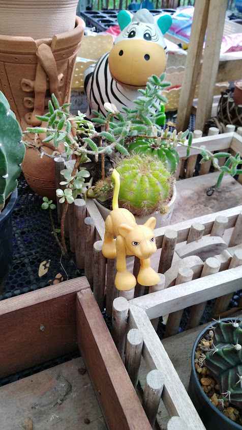 Bueng Phra Ram Cactus - 2