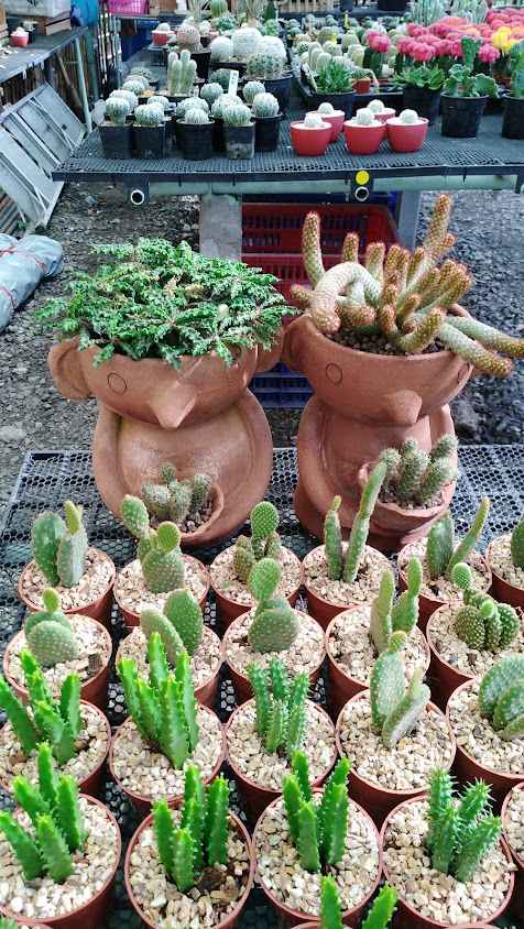 Bueng Phra Ram Cactus - 3