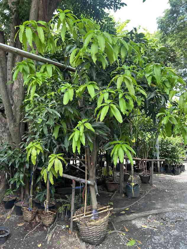 Bueng Phra Ram Cactus - 4
