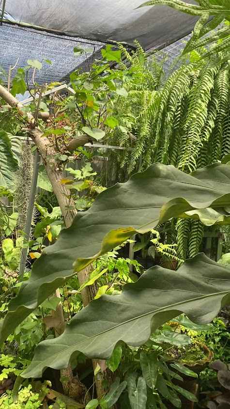 Boonyong Plant Market - 2