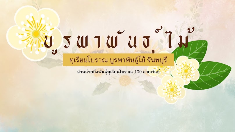 บูรพา พันธุ์ไม้ 2 - Burapha Panmai (สาขา 2)