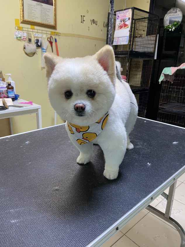 บ้านขนฟู อาบน้ำ ตัดขน สุนัข - 4