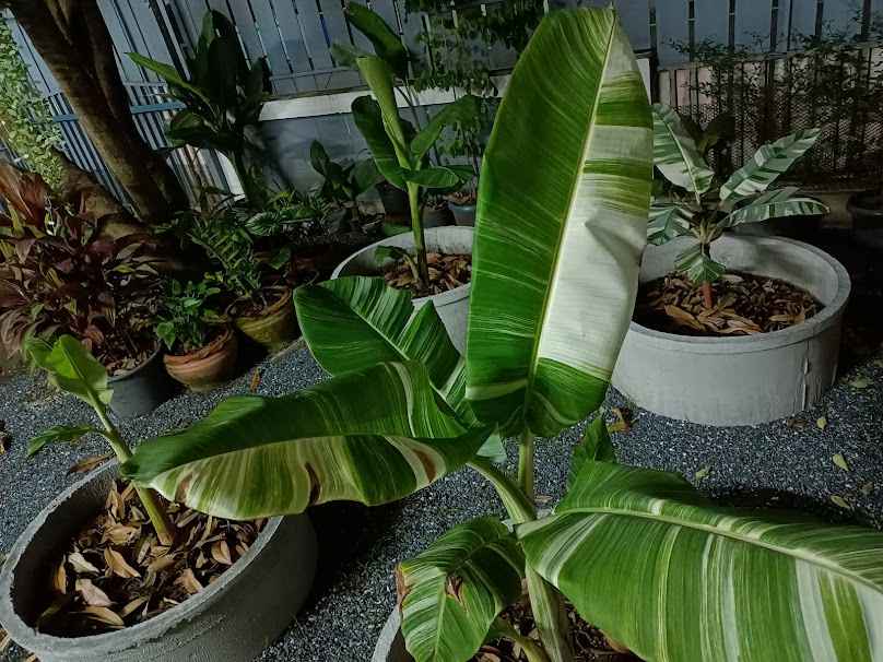 บ้านครูพันธุ์ไม้ - 3