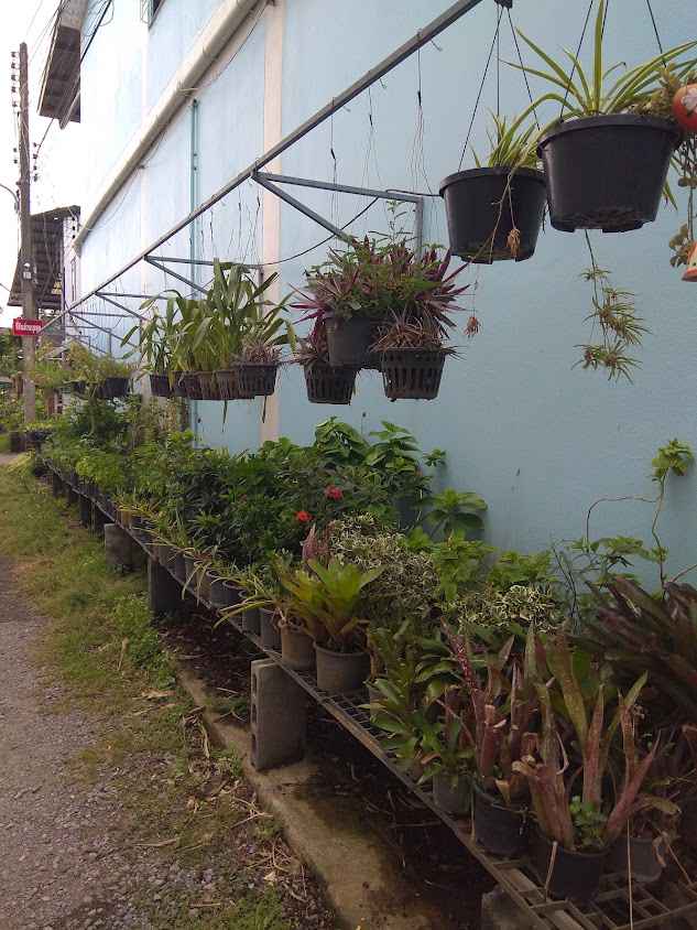 บ้านดอนพันธุ์ไม้สุราษฎร์ธานี - 2