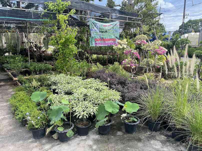 บ้านดอนพันธุ์ไม้สุราษฎร์ธานี - 4