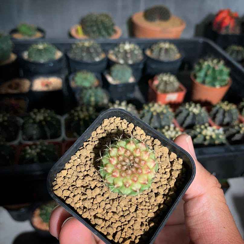 บ้านต้นไม้ครูนัท - 3