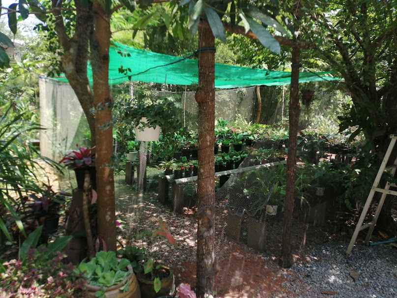 บ้านต้นไม้ท้ายซอย - 2