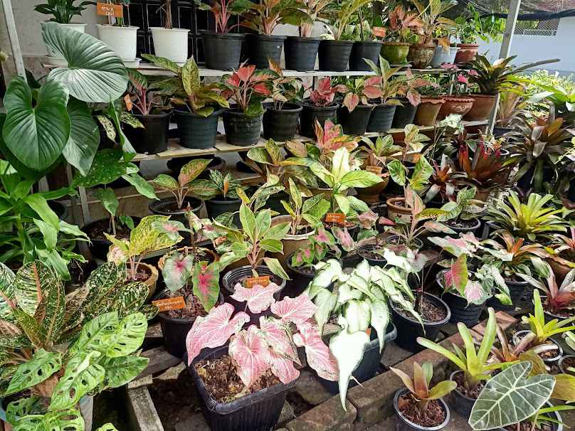 บ้านต้นไม้ท้ายซอย - 3