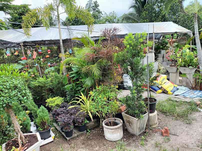 บ้านต้นไม้ท้ายซอย - 4