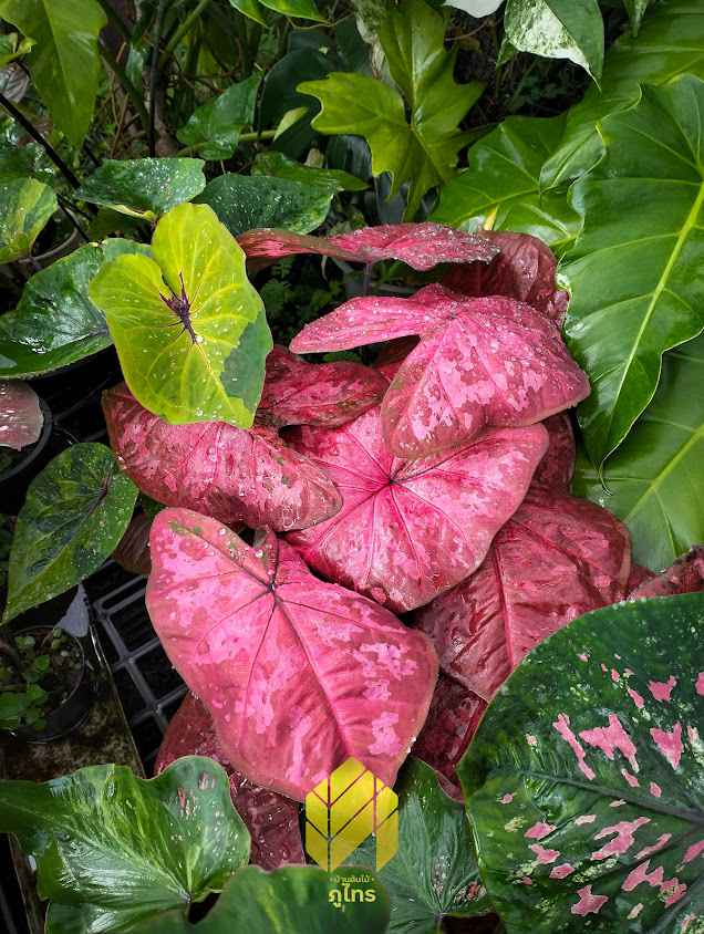 PhuSai Plants House