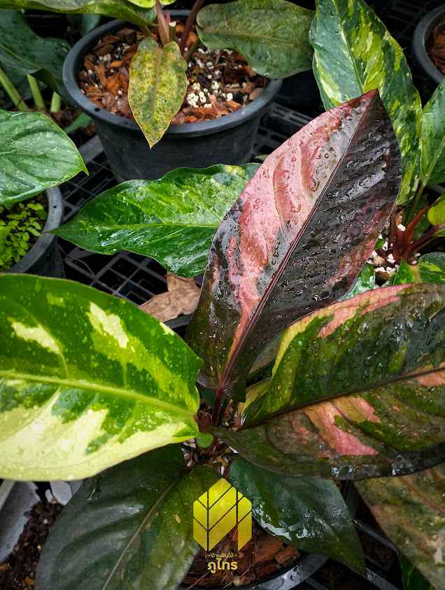 PhuSai Plants House - 2