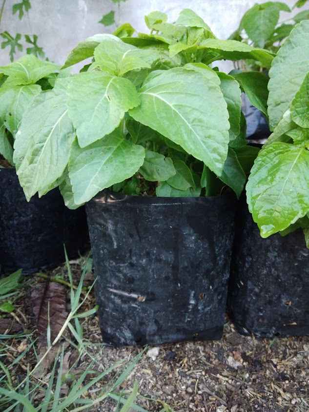 PhuSai Plants House - 3
