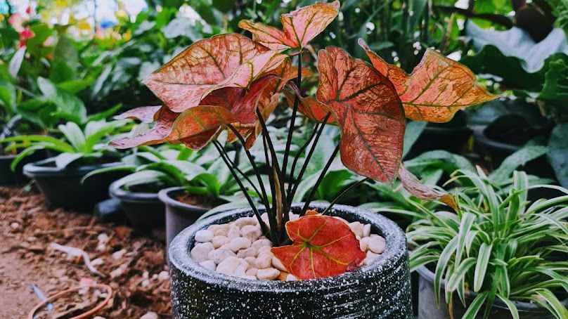 PhuSai Plants House - 4