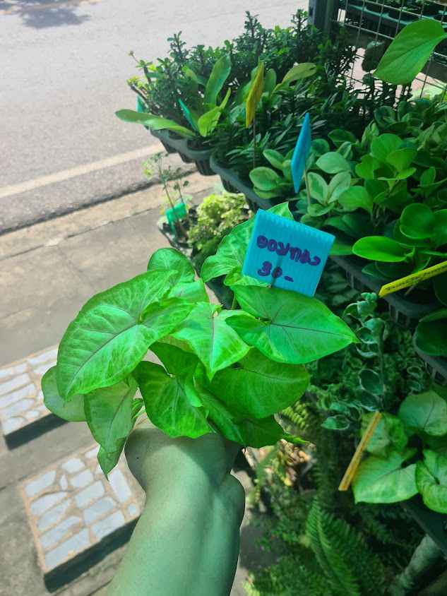 บ้านต้นไม้ราชพฤกษ์ - 3