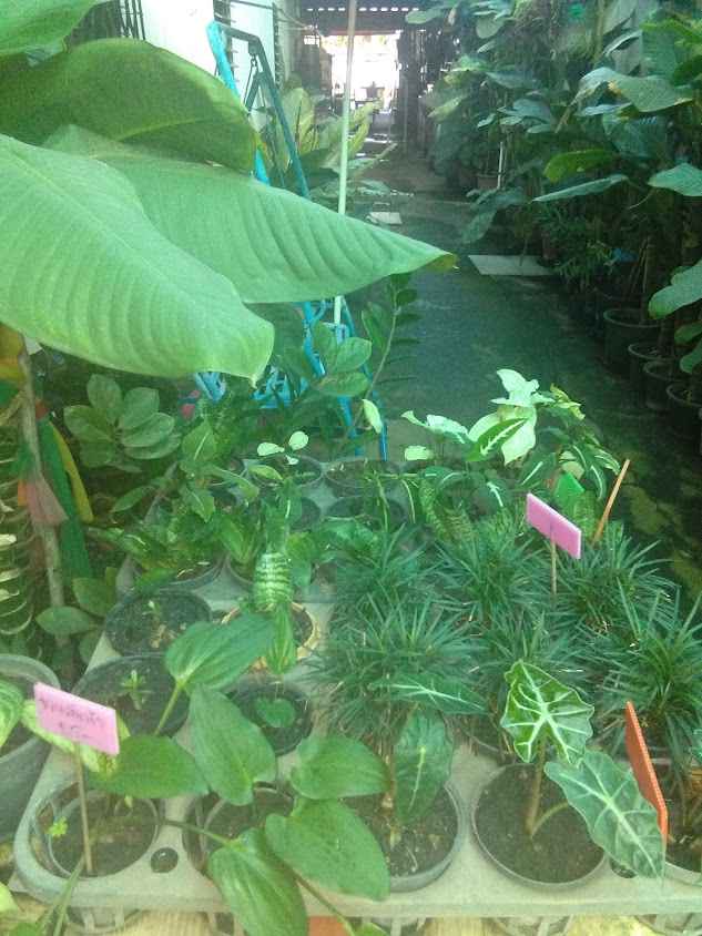 บ้านต้นไม้ราชพฤกษ์ - 4