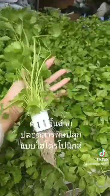 บ้านต้นไม้ ท่าชัย (ชัยนาท) - 2