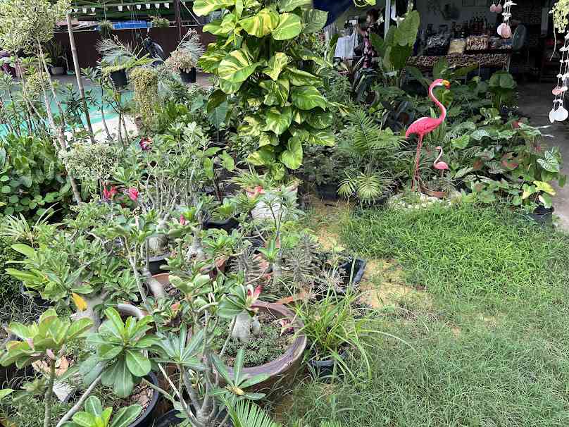 บ้านต้นไม้ ท่าชัย (ชัยนาท) - 3