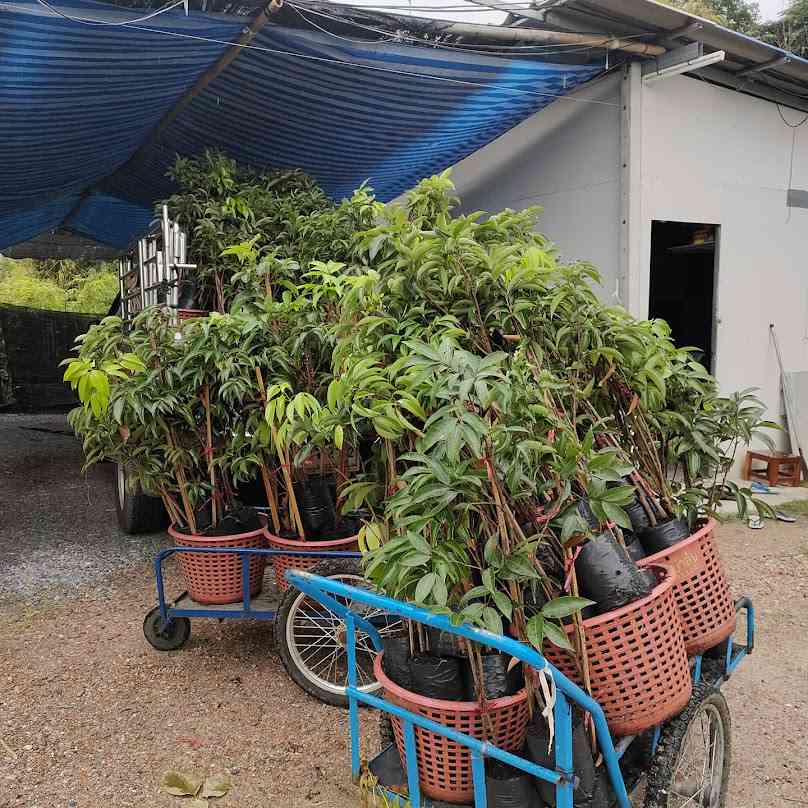 บ้านย่าพันธ์ไม้ - 2