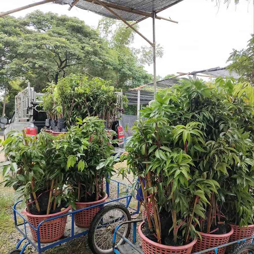 บ้านย่าพันธ์ไม้ - 3