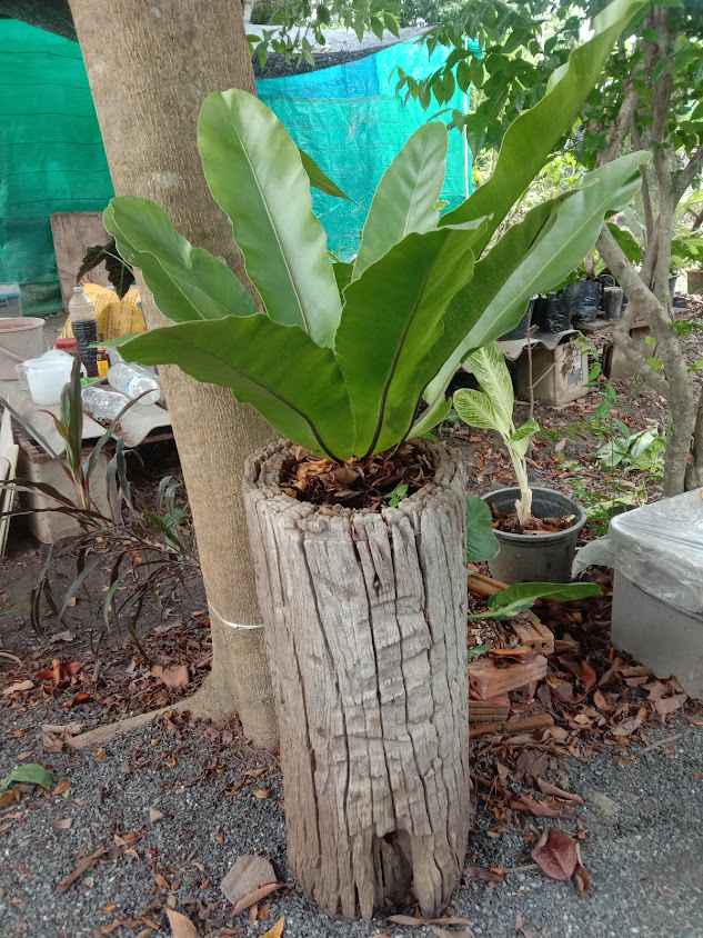 บ้านรักษ์ไม้ประดับ - 2