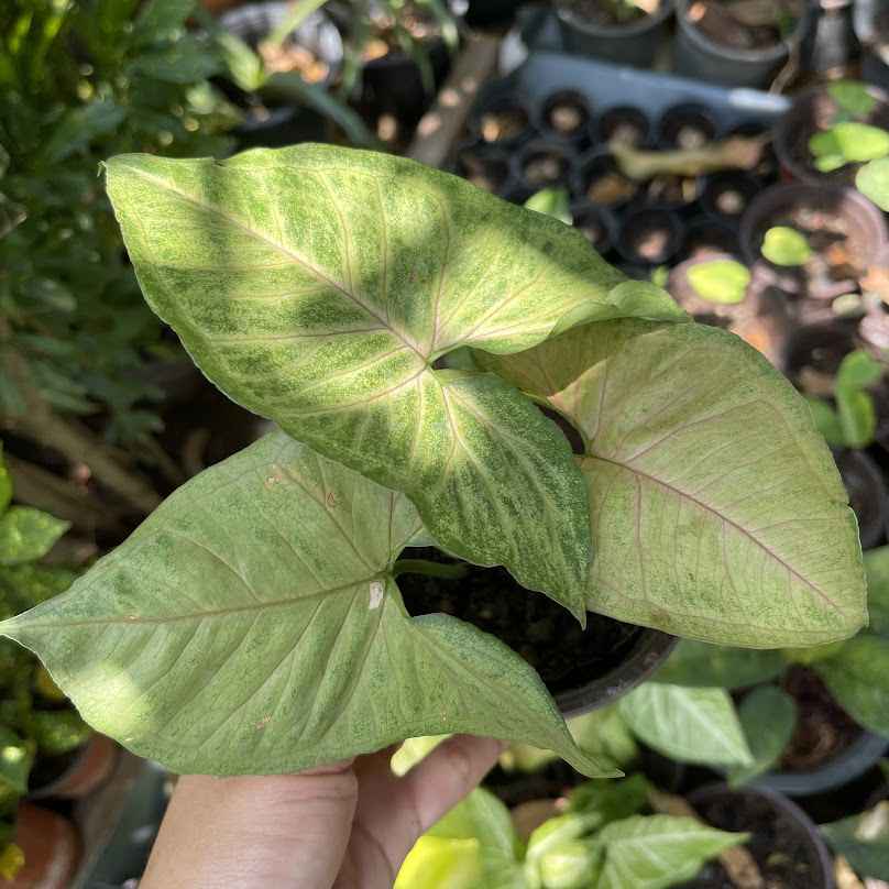 บ้านสวนต้นไม้แม่คำพอง ลพบุรี