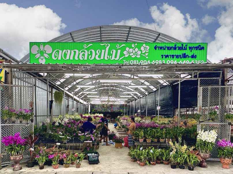 บ้านหลวงออร์คิดส์ ร้านขายส่งกล้วยไม้และต้นไม้ - 3