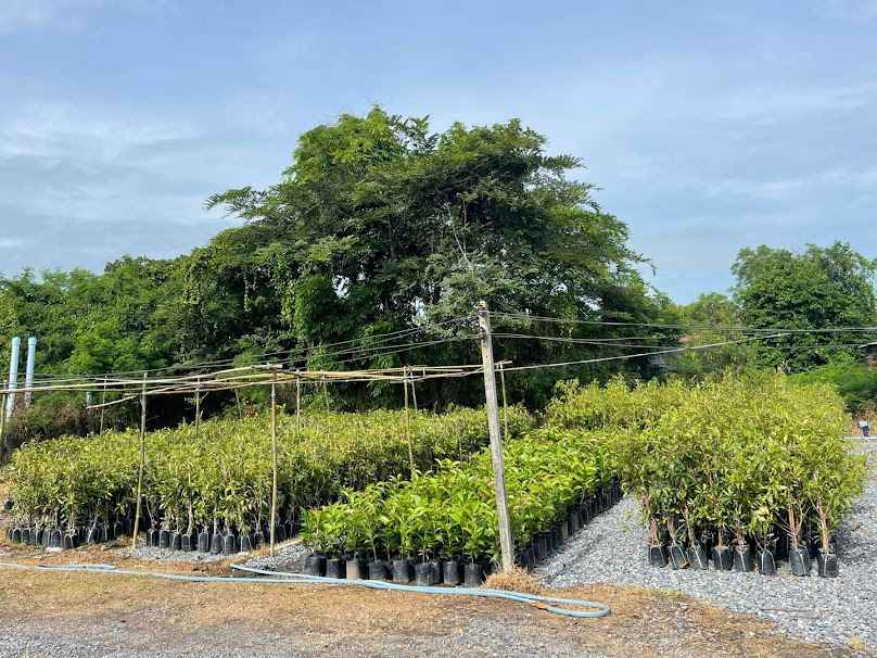 ปาริษา พันธุ์ไม้ ปราจีนบุรี - 2
