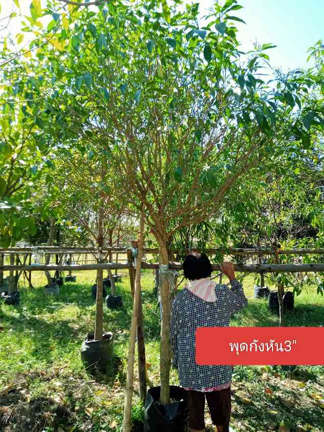 ป้าเวียนพันธุ์ไม้ - 2