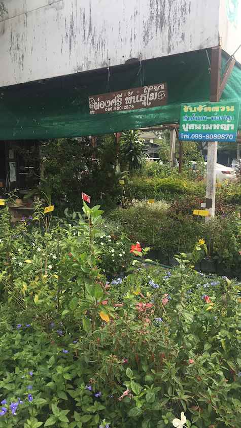 ผ่องศรี พันธุ์ไม้
