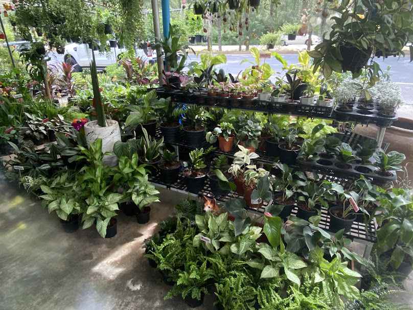พรสุดาพันธุ์ไม้1 ถนนตากสิน จันทบุรี - 3