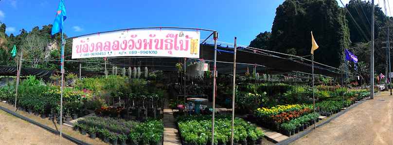 พลอยพันธุ์ไม้ - 4