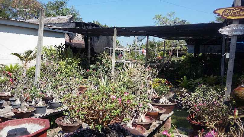 พอเพียงพันธุ์ไม้ - 3