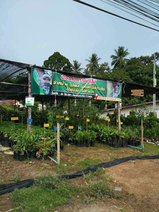 พันธุ์ไม้ดอกไม้ประดับByหมากหม่อนการ์เด้นท์ - 3