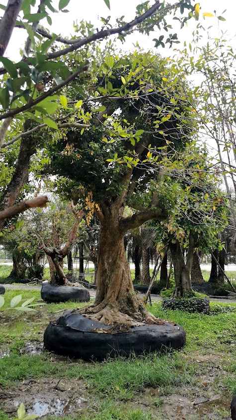 พันธุ์ไม้บ้านสวน สันผักหวาน - 4