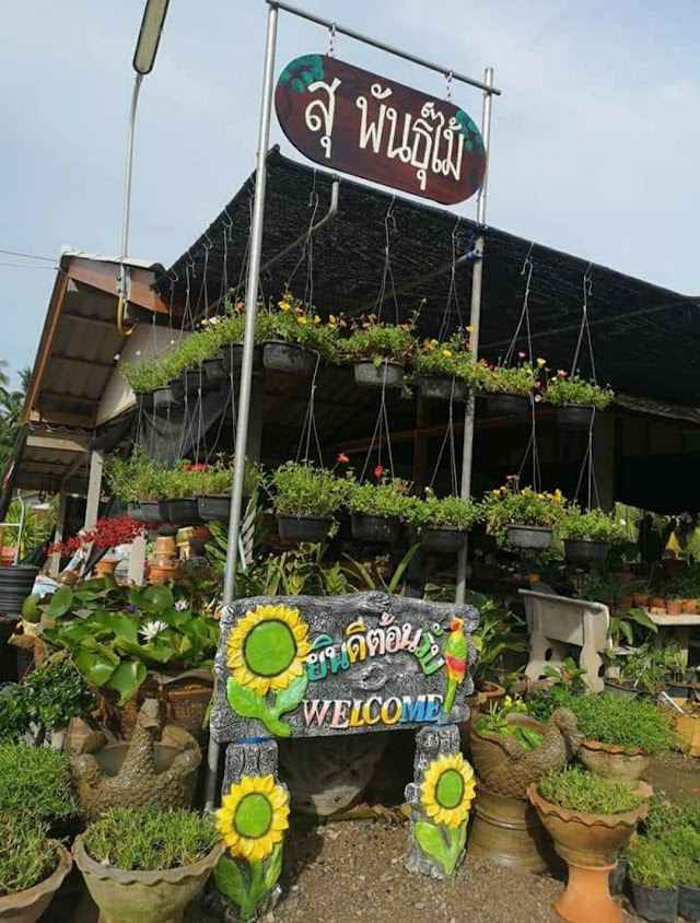 พ.พรรณไม้ ร้านต้นไม้ทับสะแก - 4