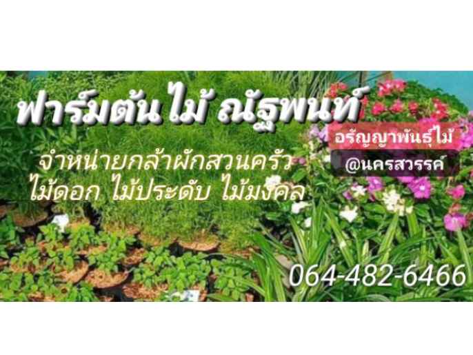 ฟาร์มต้นไม้ ณัฐพนท์(อรัญญาพันธุ์ไม้) - 2