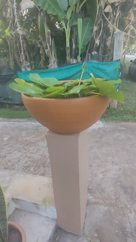 ฟ้าภูไทนวดเพื่อสุขภาพ - 2