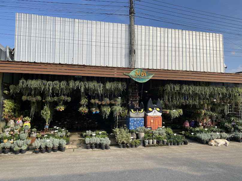 มีดี เชียงใหม่ Meedee Chiangmai กระถางปูน & มินิแพลนท์ ตลาดคำเที่ยง