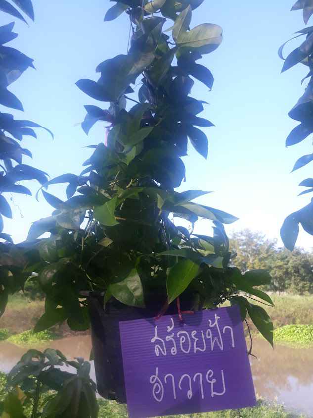 ยอดวัดปากคลอง สวนป่า ไม้ล้อม - 4