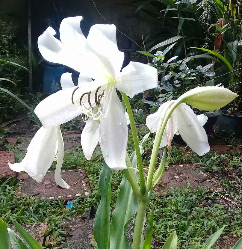 รุ่งอรุณไม้ประดับ - 1