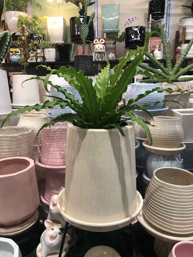 ร้านกระถางต้นไม้ CN Pottery สาขาการ์เด้นเซ็นเตอร์ - 4