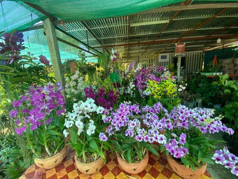 ร้านกวางฟ้าพันธุ์ไม้โค้งสนามบินอุบล - 2