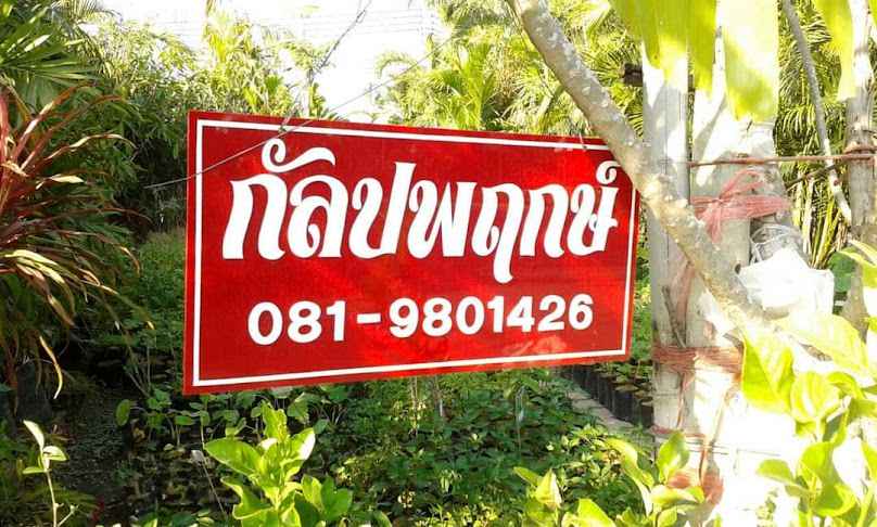 ร้านกัลปพฤกษ์ @ตลาดคำเที่ยง ซอย 8