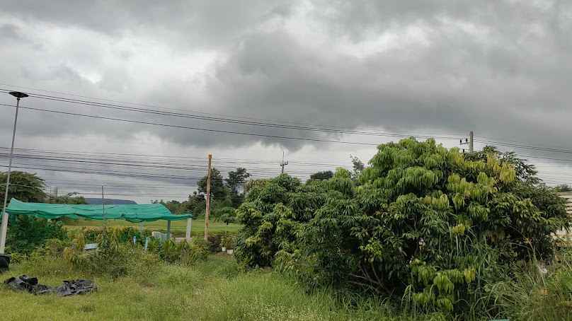 ร้าน​ขายต้นไม้จินตนา​ นา​ นา​ ​พันธุ์​ - 3