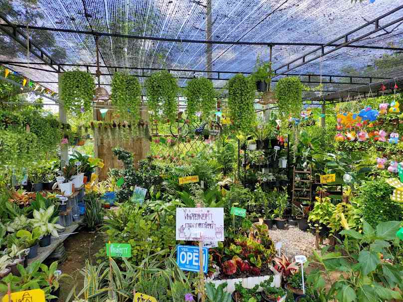ร้านขายต้นไม้น้องพลอยพืชสวน