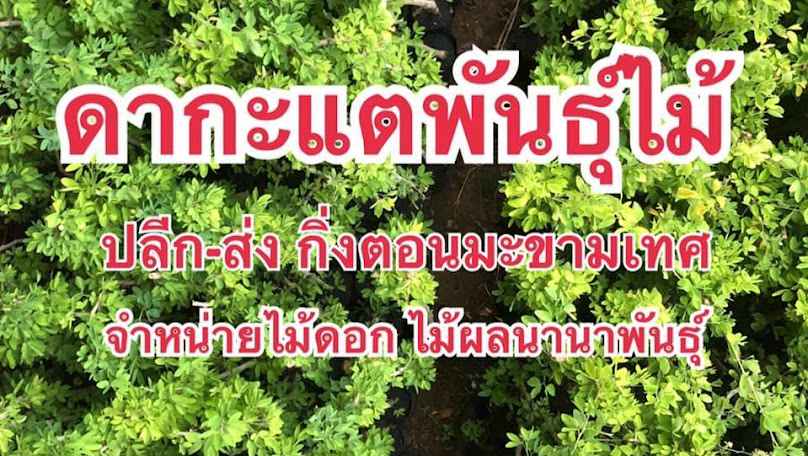 ร้านขายต้นไม้น้องพลอยพืชสวน - 3