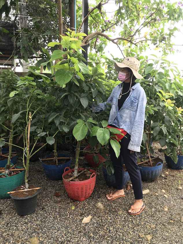 ร้านขายต้นไม้สูงเนิน(กังหันพันธุ์ไม้) - 2
