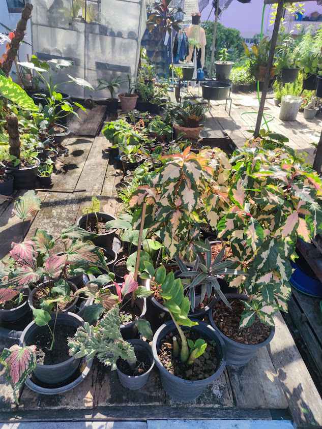 Phruksa Pleunjai Plant Shop