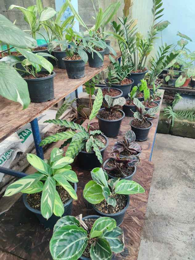 Phruksa Pleunjai Plant Shop - 2