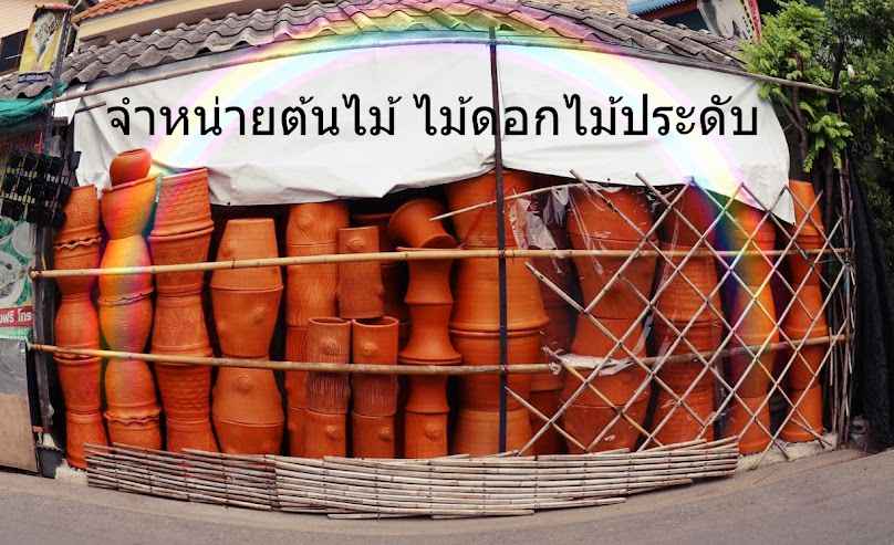 Phruksa Pleunjai Plant Shop - 3